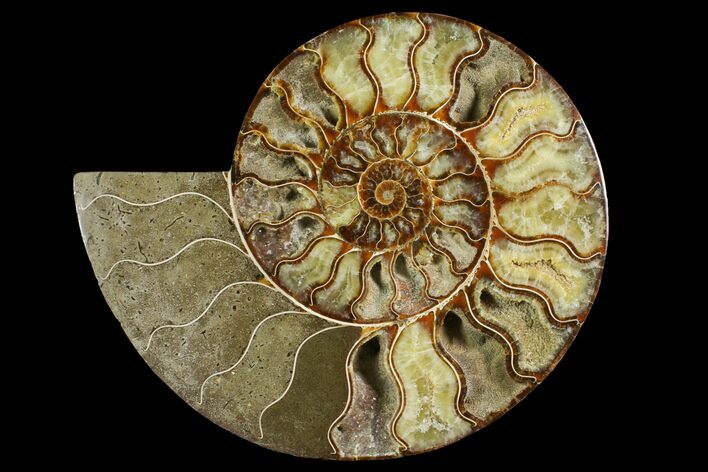 Agatized Ammonite Fossil (Half) - Madagascar #145214
